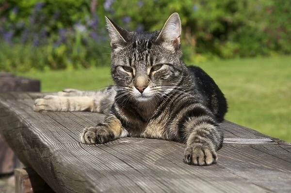 Domestic Cat, young male tabby, resting on bench in garden, Scotland, july