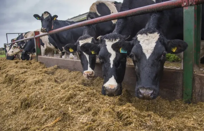 Framed Print : Domestic Cattle, A2 Holstein cows (A2 milk is becoming popular as an alternative to milk with A1 beta casein to which)