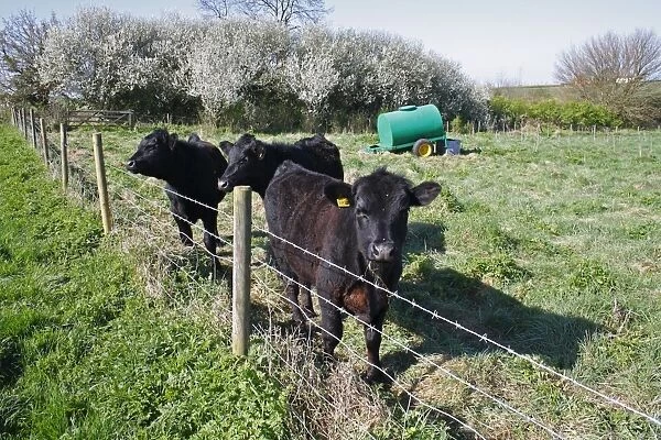 Domestic Cattle, Aberdeen Angus calves, standing beside barbed wire fence, in pasture with water bowser, Church Meadow Local Nature Reserve, Combs Ford, Gipping Valley, Suffolk, England, april