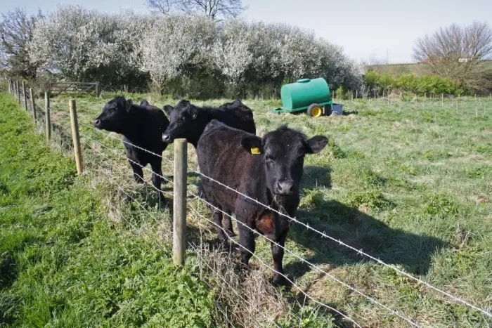 Framed Print : Domestic Cattle, Aberdeen Angus calves, standing beside barbed wire fence, in pasture with water bowser, Church Meadow Local Nature Reserve, Combs Ford, Gipping Valley, Suffolk, England, april Framed Print : Domestic Cattle, Aberdeen Angus calves, standing beside barbed wire fence, in pasture with water bowser, Church Meadow Local Nature Reserve, Combs Ford, Gipping Valley, Suffolk, England, april