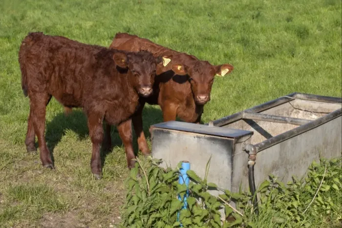 Framed Print : Domestic Cattle, Aberdeen Angus calves, standing at water trough in pasture, England, may Framed Print : Domestic Cattle, Aberdeen Angus calves, standing at water trough in pasture, England, may