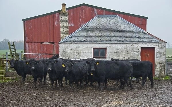Domestic Cattle, Aberdeen Angus cows and calves, standing in muddy farmyard, Perth, Perthshire, Scotland, november