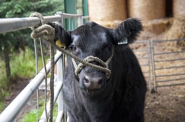 Domestic Cattle, Aberdeen Angus heifer, halter training by being tied to gate, Perth, Perthshire, Scotland, november