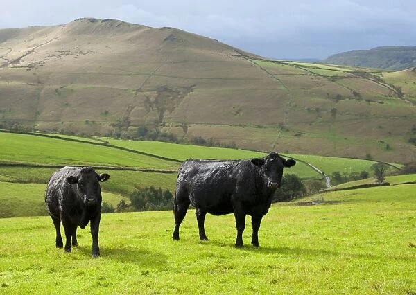 Domestic Cattle, Aberdeen Angus x Limousin suckler cows, two standing in pasture, Hayfield, High Peak, Peak District N. P. Derbyshire, England, october