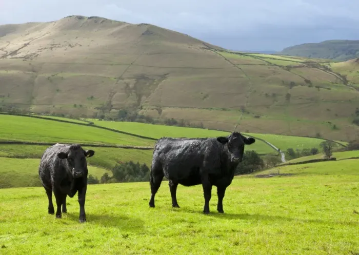 Framed Print : Domestic Cattle, Aberdeen Angus x Limousin suckler cows, two standing in pasture, Hayfield, High Peak, Peak District N. P. Derbyshire, England, october