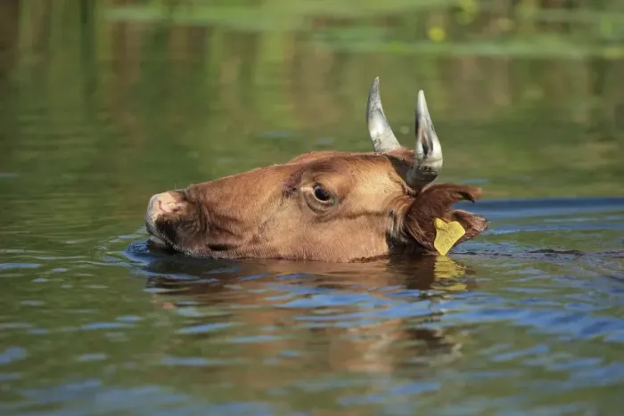 Framed Print : Domestic Cattle, adult, close-up of head, swimming, Romania, September Framed Print : Domestic Cattle, adult, close-up of head, swimming, Romania, September