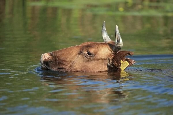 Domestic Cattle, adult, close-up of head, swimming, Romania, September