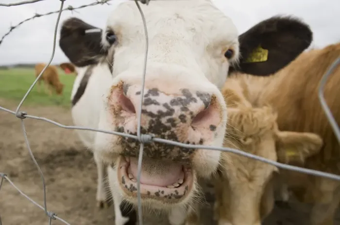 Framed Print : Domestic Cattle, adult, with mouth open, close-up of head, standing beside wire fence, England, october Framed Print : Domestic Cattle, adult, with mouth open, close-up of head, standing beside wire fence, England, october