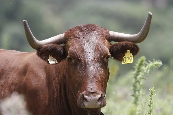 Domestic Cattle, Andalucian Long horned cattle, with ear tags - Spain