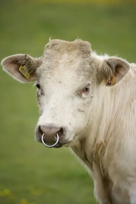 Framed Print : Domestic Cattle, beef bull calf, close-up of head, with ring through nose, Mainland, Orkney, Scotland, june Framed Print : Domestic Cattle, beef bull calf, close-up of head, with ring through nose, Mainland, Orkney, Scotland, june