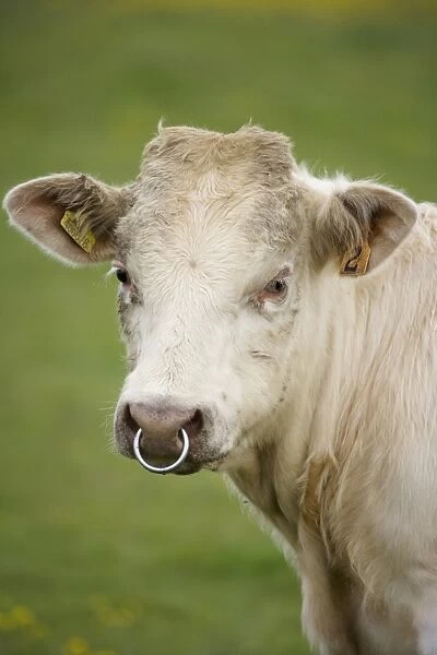 Domestic Cattle, beef bull calf, close-up of head, with ring through nose, Mainland, Orkney, Scotland, june