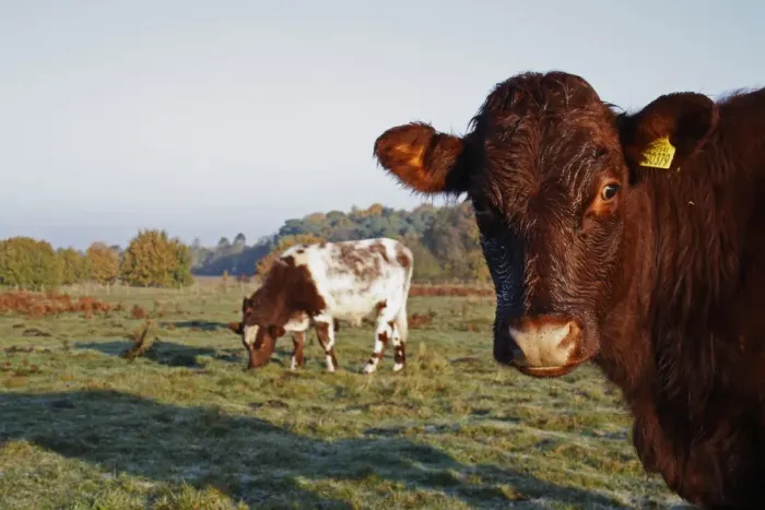 Framed Print : Domestic Cattle, beef bullocks, close-up of head and grazing, used for conservation grazing management on heathland Framed Print : Domestic Cattle, beef bullocks, close-up of head and grazing, used for conservation grazing management on heathland