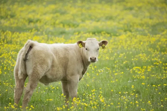 Framed Print : Domestic Cattle, beef calf, standing in pasture with flowering buttercups, Mainland, Orkney, Scotland, june Framed Print : Domestic Cattle, beef calf, standing in pasture with flowering buttercups, Mainland, Orkney, Scotland, june