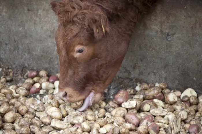 Framed Print : Domestic Cattle, beef cattle, close-up of head, feeding on potatoes through metal feed barrier in feeding yards, Perth Framed Print : Domestic Cattle, beef cattle, close-up of head, feeding on potatoes through metal feed barrier in feeding yards, Perth