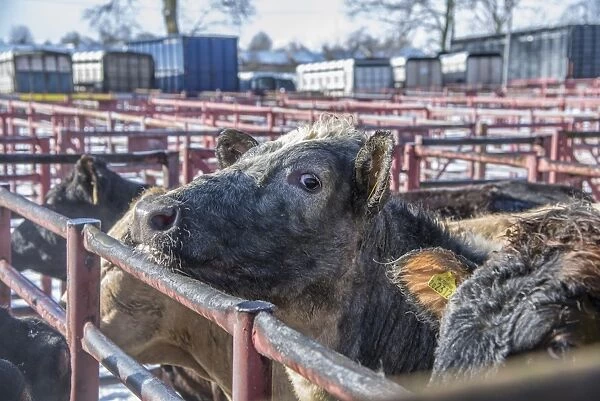 Domestic Cattle, beef cattle, standing in pens at livestock market, Kirkby Stephen Livestock Market, Cumbria, England