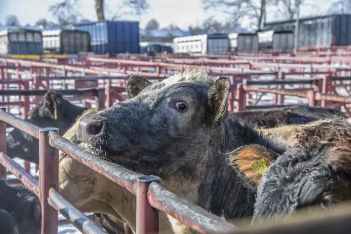 Framed Print : Domestic Cattle, beef cattle, standing in pens at livestock market, Kirkby Stephen Livestock Market, Cumbria, England