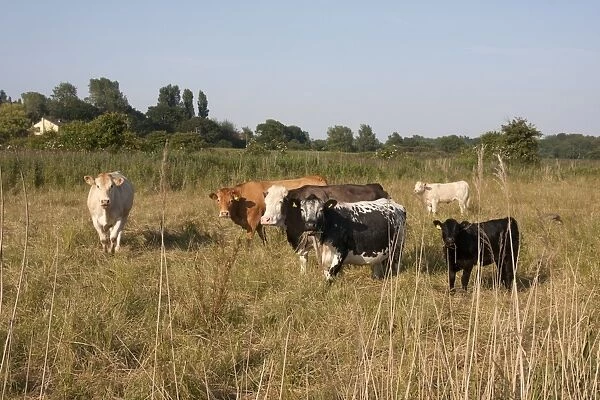 Domestic Cattle, beef cows and calves, grazing on marshland pasture, Belton Marshes, near St
