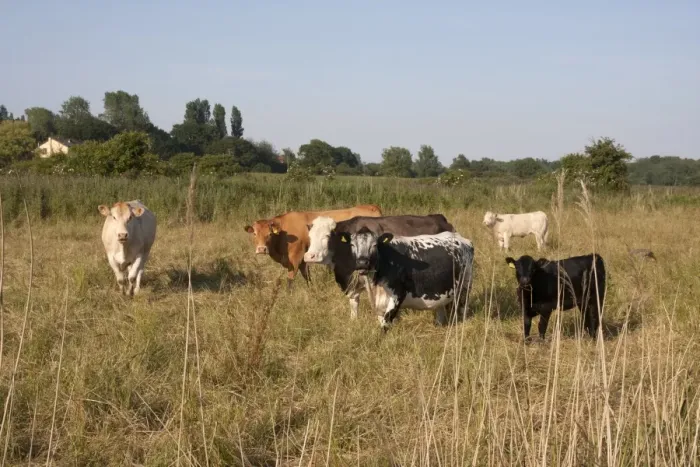 Framed Print : Domestic Cattle, beef cows and calves, grazing on marshland pasture, Belton Marshes, near St