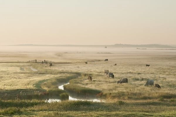 Domestic Cattle, beef crossbreed cows and calves, on coastal grazing marsh habitat at sunrise