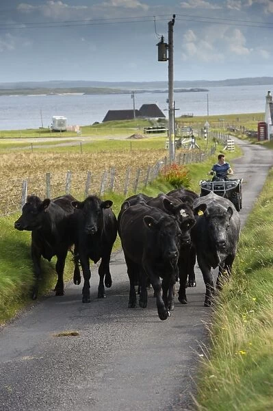 Domestic Cattle, beef herd being driven along single track road by crofter on quadbike, Isle of Tiree, Inner Hebrides