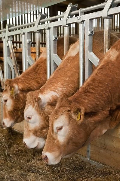 Domestic Cattle, beef herd, feeding through locking feed barriers in shed, England, may