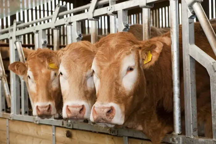 Framed Print : Domestic Cattle, beef herd, feeding through locking feed barriers in shed, England, may Framed Print : Domestic Cattle, beef herd, feeding through locking feed barriers in shed, England, may