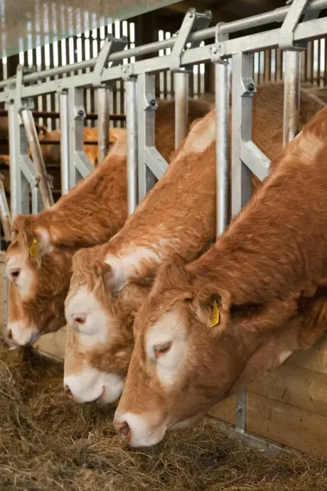 Framed Print : Domestic Cattle, beef herd, feeding through locking feed barriers in shed, England, may Framed Print : Domestic Cattle, beef herd, feeding through locking feed barriers in shed, England, may