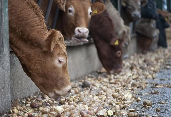 Domestic Cattle, beef herd, feeding on potatoes through metal feed barrier in feeding yards, Perth, Perthshire, Scotland, november