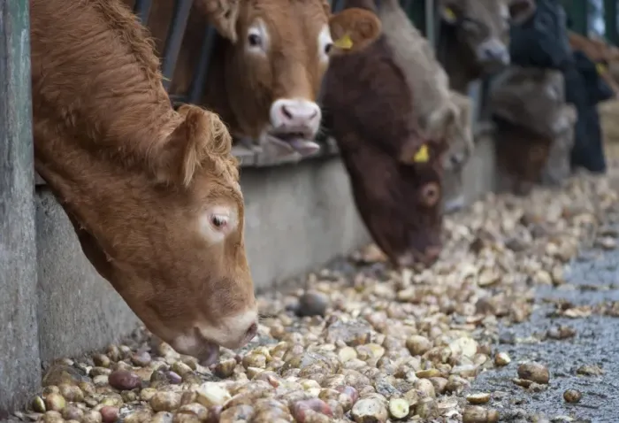 Framed Print : Domestic Cattle, beef herd, feeding on potatoes through metal feed barrier in feeding yards, Perth, Perthshire, Scotland, november