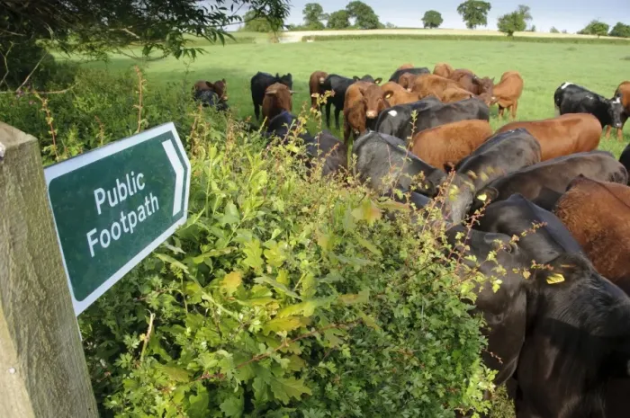 Framed Print : Domestic Cattle, beef herd, gathered at field edge beside Public Footpath sign, Rosamond and Perkin's Village, Devon, England, may Framed Print : Domestic Cattle, beef herd, gathered at field edge beside Public Footpath sign, Rosamond and Perkin's Village, Devon, England, may