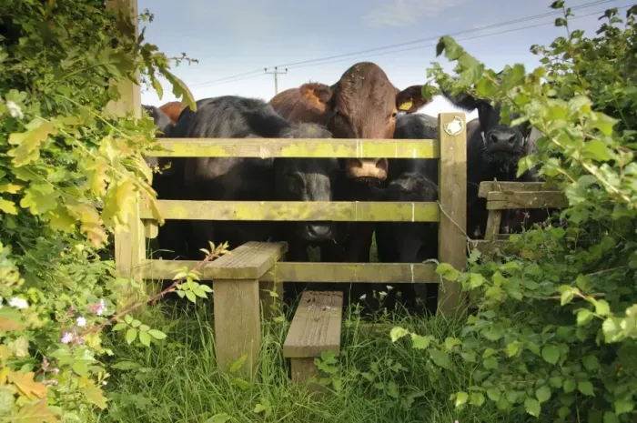 Framed Print : Domestic Cattle, beef herd, gathered at public footpath stile entering field, Rosamond and Perkin's Village, Devon, England, may