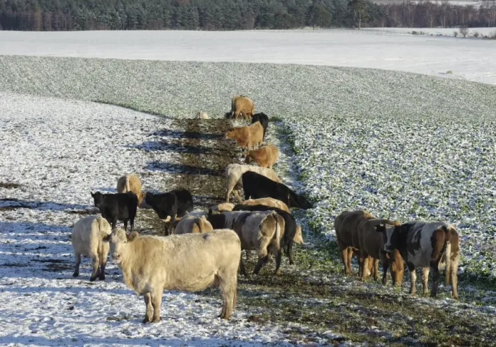 Framed Print : Domestic Cattle, beef herd, grazing fodder roots in snow covered field, near Penrith, Cumbria, England, december Framed Print : Domestic Cattle, beef herd, grazing fodder roots in snow covered field, near Penrith, Cumbria, England, december