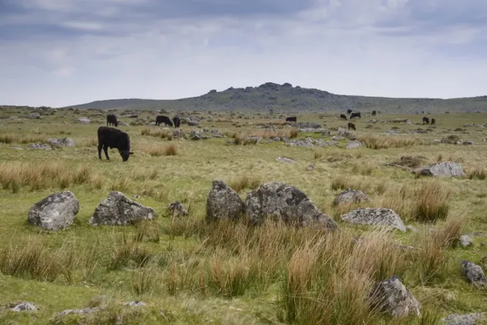 Framed Print : Domestic Cattle, beef herd grazing on moorland, Dartmoor, Devon, England, June Framed Print : Domestic Cattle, beef herd grazing on moorland, Dartmoor, Devon, England, June
