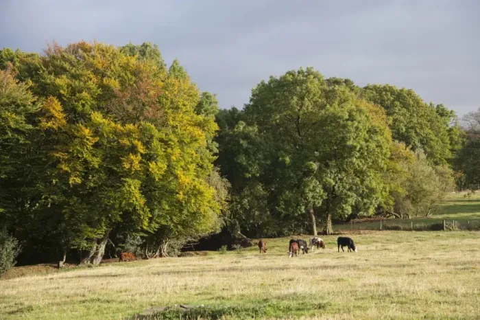 Framed Print : Domestic Cattle, beef herd, grazing in pasture beside trees in autumn colour, Bouldon, Shropshire, England, september Framed Print : Domestic Cattle, beef herd, grazing in pasture beside trees in autumn colour, Bouldon, Shropshire, England, september