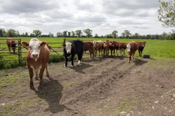 Framed Print : Domestic Cattle, beef herd, standing at gateway in pasture, near Whittlesey, Cambridgeshire, England, May