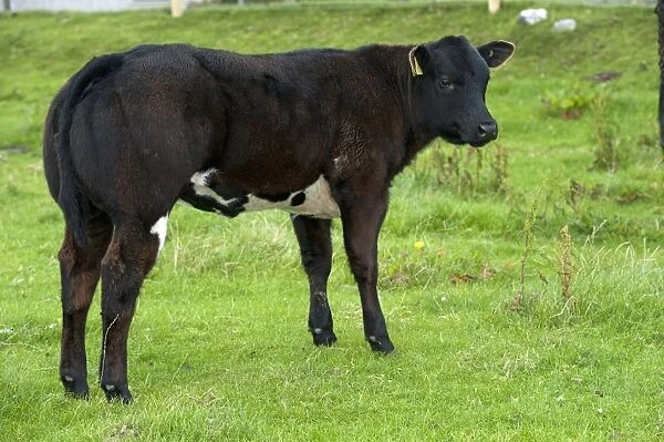 Domestic Cattle, beef suckler calf, standing in pasture, Isle of Tiree, Inner Hebrides, Scotland, August