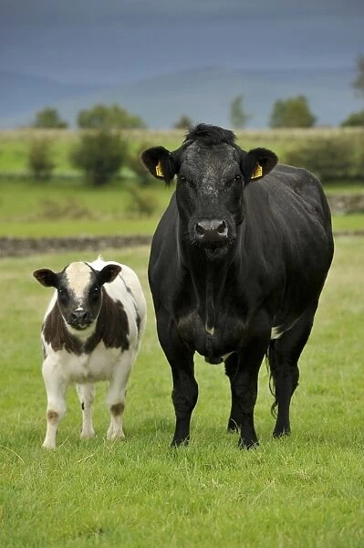 Domestic Cattle, beef suckler cow with calf, standing in pasture, Cumbria, England, September
