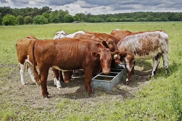 Domestic Cattle, beef youngstock, herd drinking at trough in watermeadow, Knettishall Heath Reserve