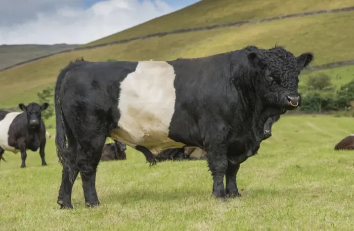 Framed Print : Domestic Cattle, Belted Galloway, bull and cows, standing in pasture, Edale, Peak District N. P Framed Print : Domestic Cattle, Belted Galloway, bull and cows, standing in pasture, Edale, Peak District N. P