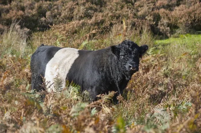 Framed Print : Domestic Cattle, Belted Galloway bull, standing amongst bracken on fell, Croasdale, Slaidburn, Forest of Bowland Framed Print : Domestic Cattle, Belted Galloway bull, standing amongst bracken on fell, Croasdale, Slaidburn, Forest of Bowland