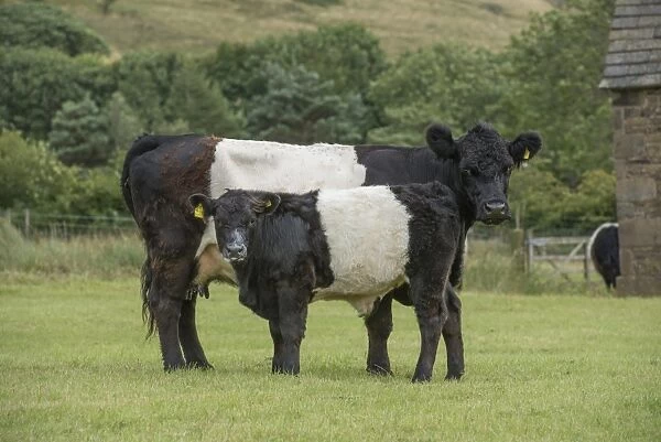 Domestic Cattle, Belted Galloway, cow and calf, standing in pasture, Edale, Peak District N. P