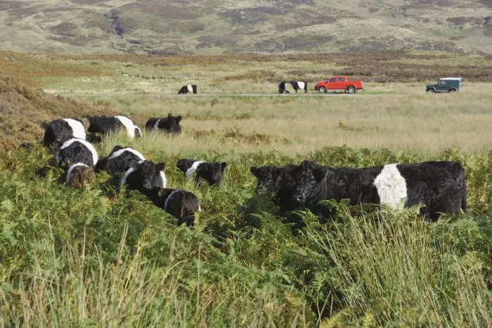 Framed Print : Domestic Cattle, Belted Galloway herd, standing amongst bracken on fell, with 4x4 vehicles in distance, Croasdale Framed Print : Domestic Cattle, Belted Galloway herd, standing amongst bracken on fell, with 4x4 vehicles in distance, Croasdale