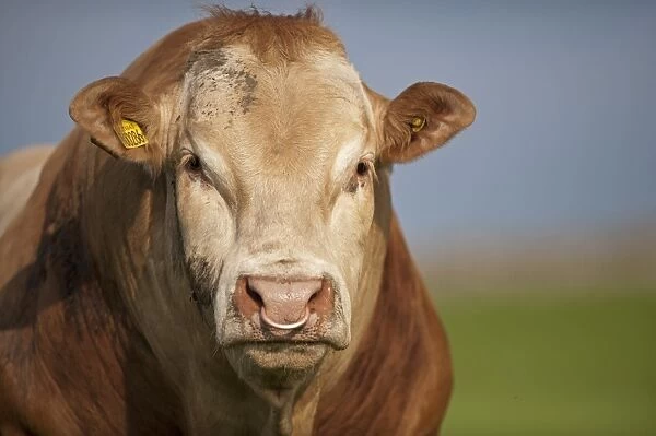 Domestic Cattle, Blonde d Aquitaine bull, close-up of head, with ring through nose, standing in pasture, England, June