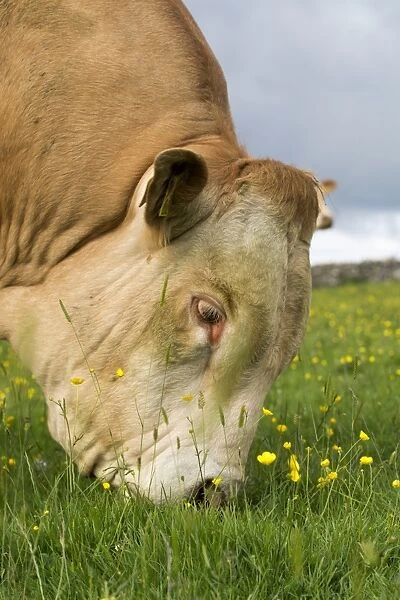 Domestic Cattle, Blonde d Aquitaine, bull, close-up of head, grazing on upland pasture, Cumbria, England, June