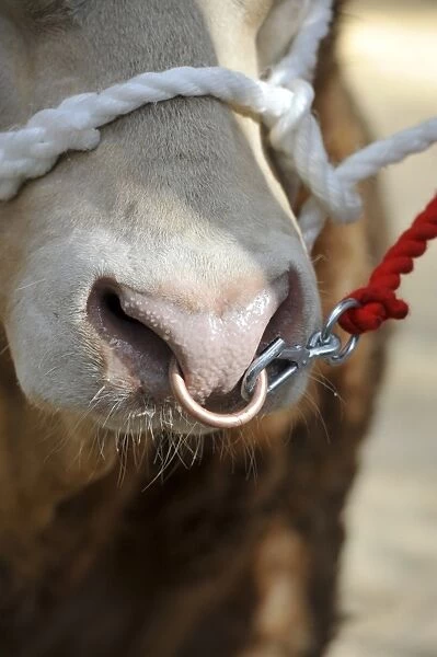 Domestic Cattle, Blonde d Aquitaine bull, close-up of nose with ring and halter, being sold at market, England