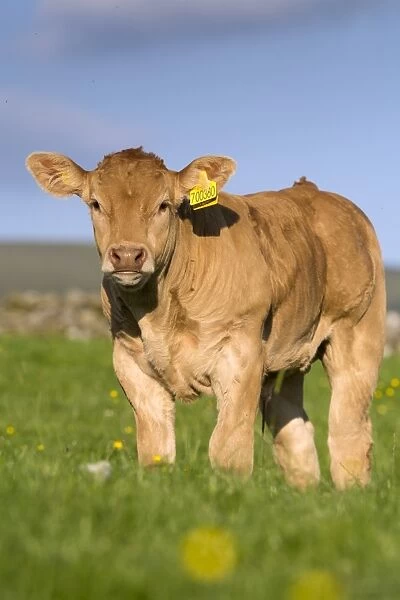 Domestic Cattle, Blonde d Aquitaine, calf, standing on upland pasture, Cumbria, England, June