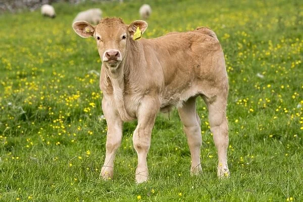 Domestic Cattle, Blonde d Aquitaine, calf, standing on upland pasture, with sheep in background, Cumbria, England, June