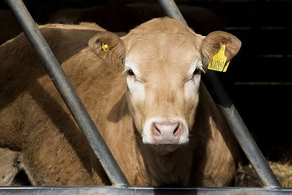 Domestic Cattle, Blonde d Aquitaine calf, close-up of head, with ear tags, looking through feed barrier in shed