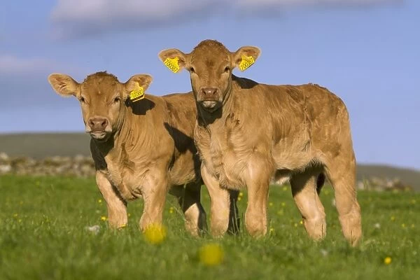 Domestic Cattle, Blonde d Aquitaine, two calves, standing on upland pasture, Cumbria, England, June