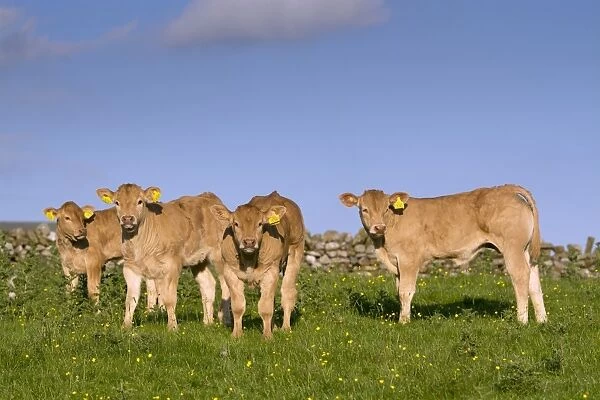 Domestic Cattle, Blonde d Aquitaine, four calves, standing on upland pasture, Cumbria, England, June